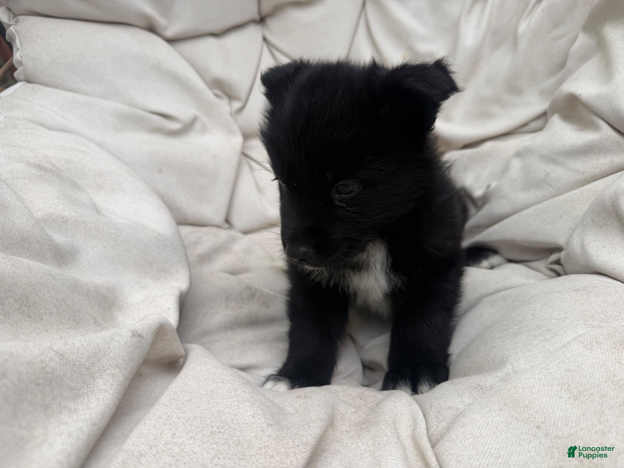 Mixed Breed dogs Bear - Ad 33