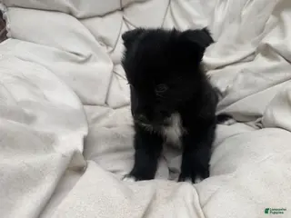 Mixed Breed dogs Bear - Ad 33
