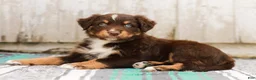 Australian Shepherd dogs for sale: Travis - Ad 2