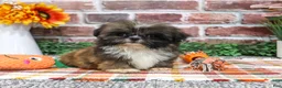 Shih Tzu dogs for sale: Hayes - Ad 5