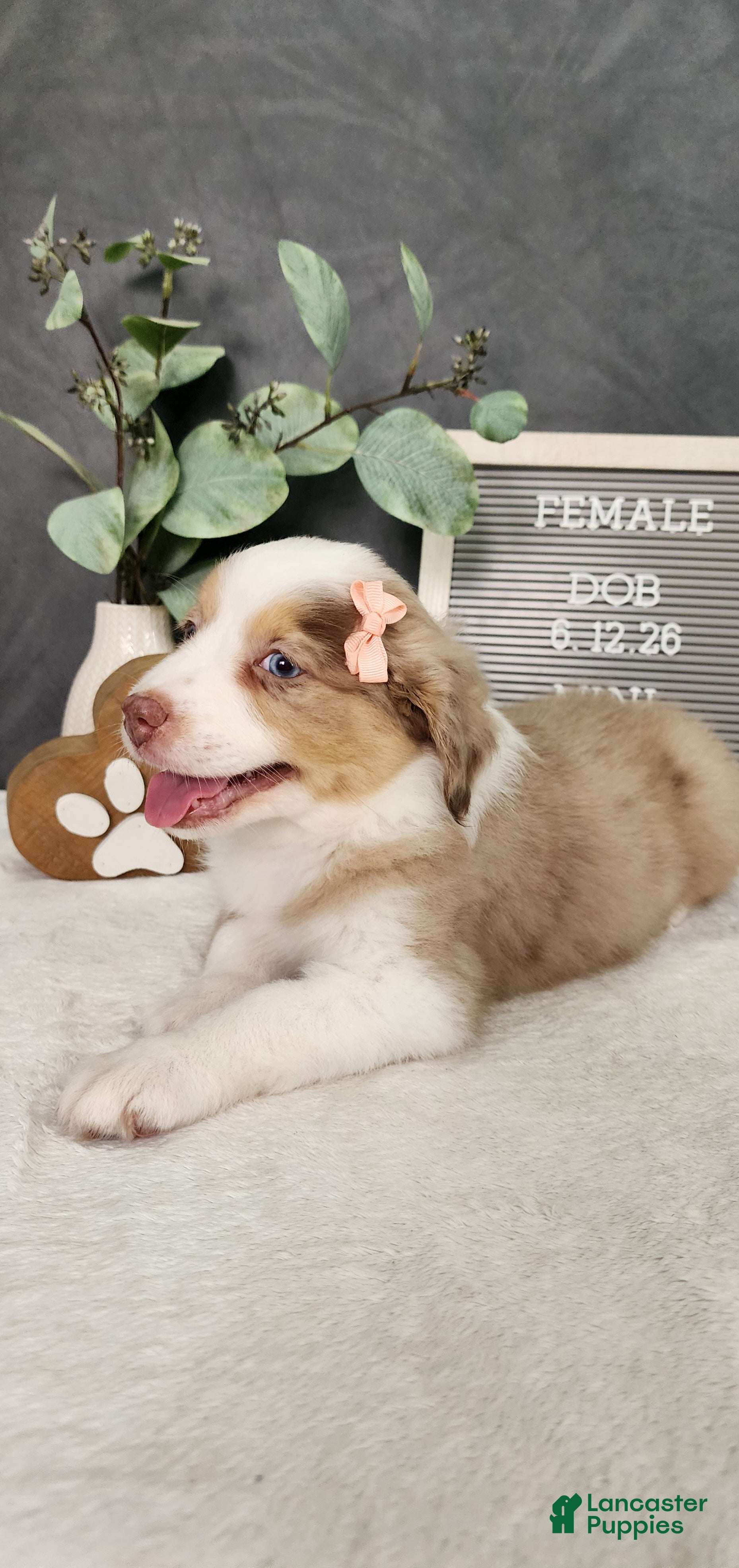 Miniature Australian Shepherd dogs Grace - Ad 2