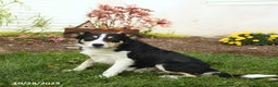 Border Collie dogs for sale: Rocky - Ad 3