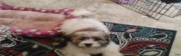 Teddy Bear dogs for sale: Teddy Bear 1 - Ad 3