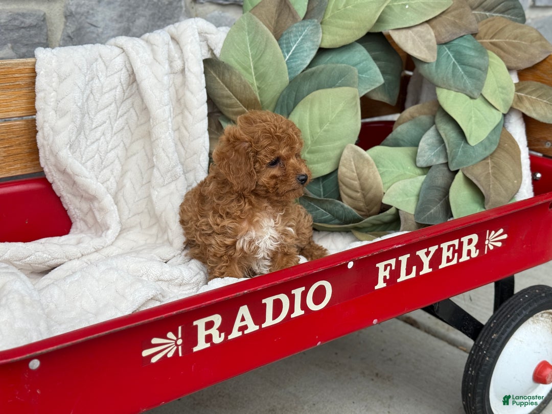 Toy Poodle dogs for sale: Kira - Ad 13