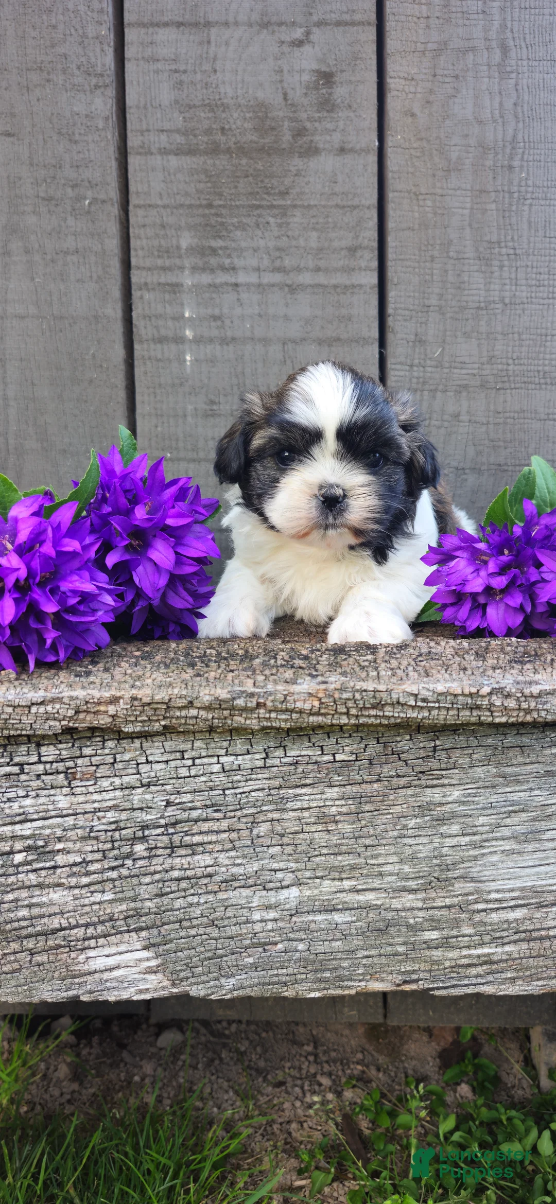 Teddy Bear dogs for sale: Buster - Ad 8
