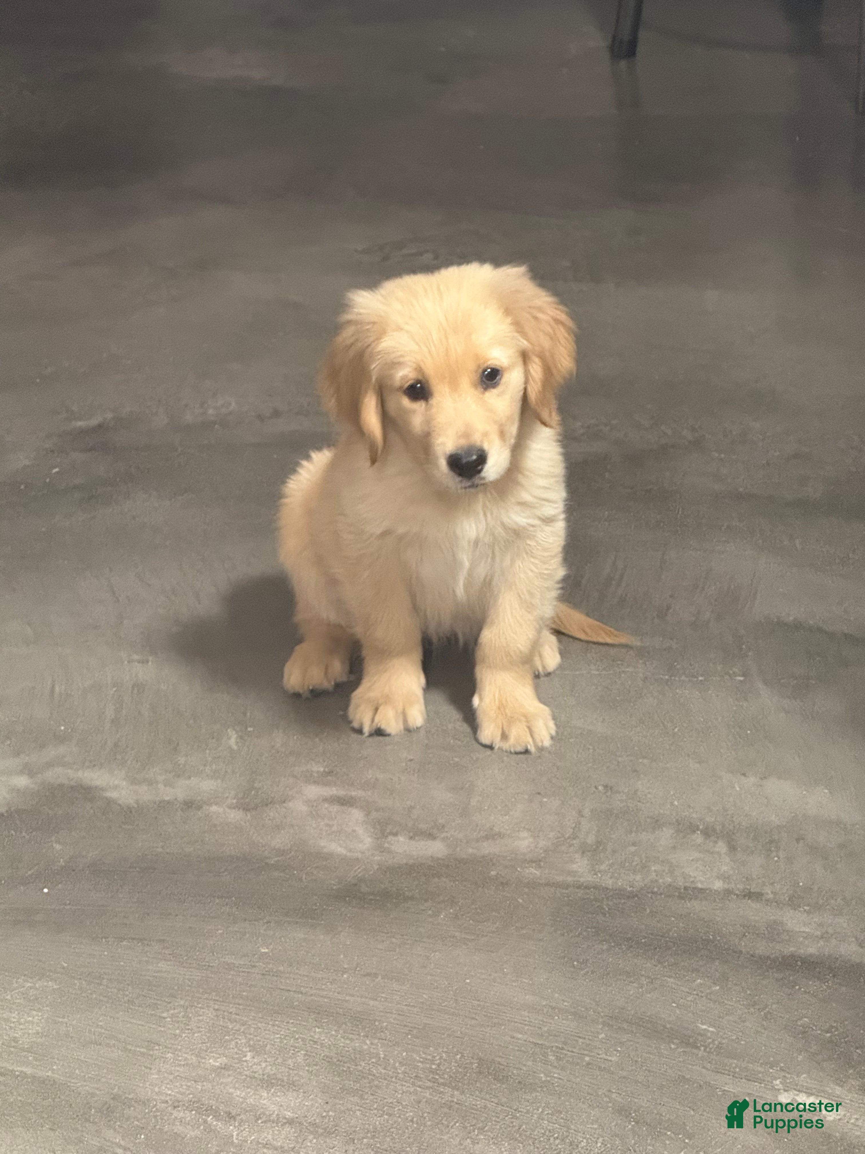 Golden Retriever dogs Female 1 - Ad 2