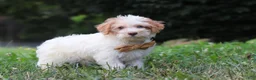 Yorkiepoo dogs for sale: Jackson - Ad 6