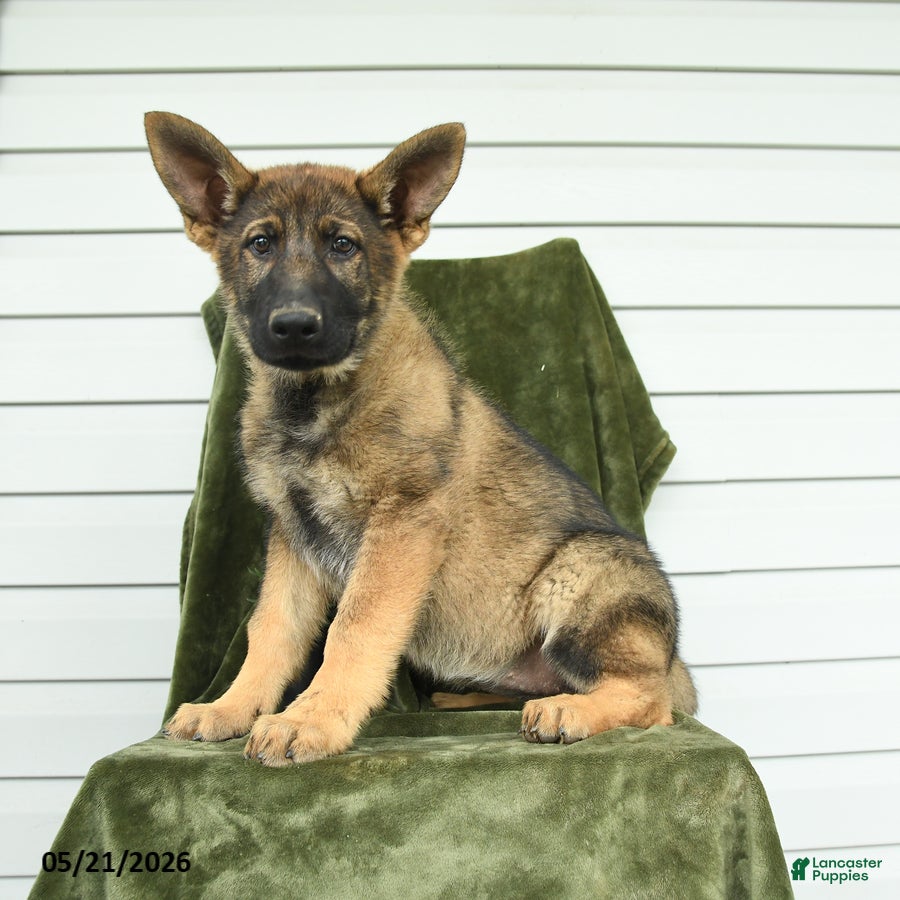 German Shepherd dogs Callie - Ad 1