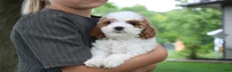 Mini Goldendoodle dogs for sale: Ranye  - Ad 3
