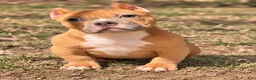 American Bully dogs for sale: Fawn Female - Ad 1