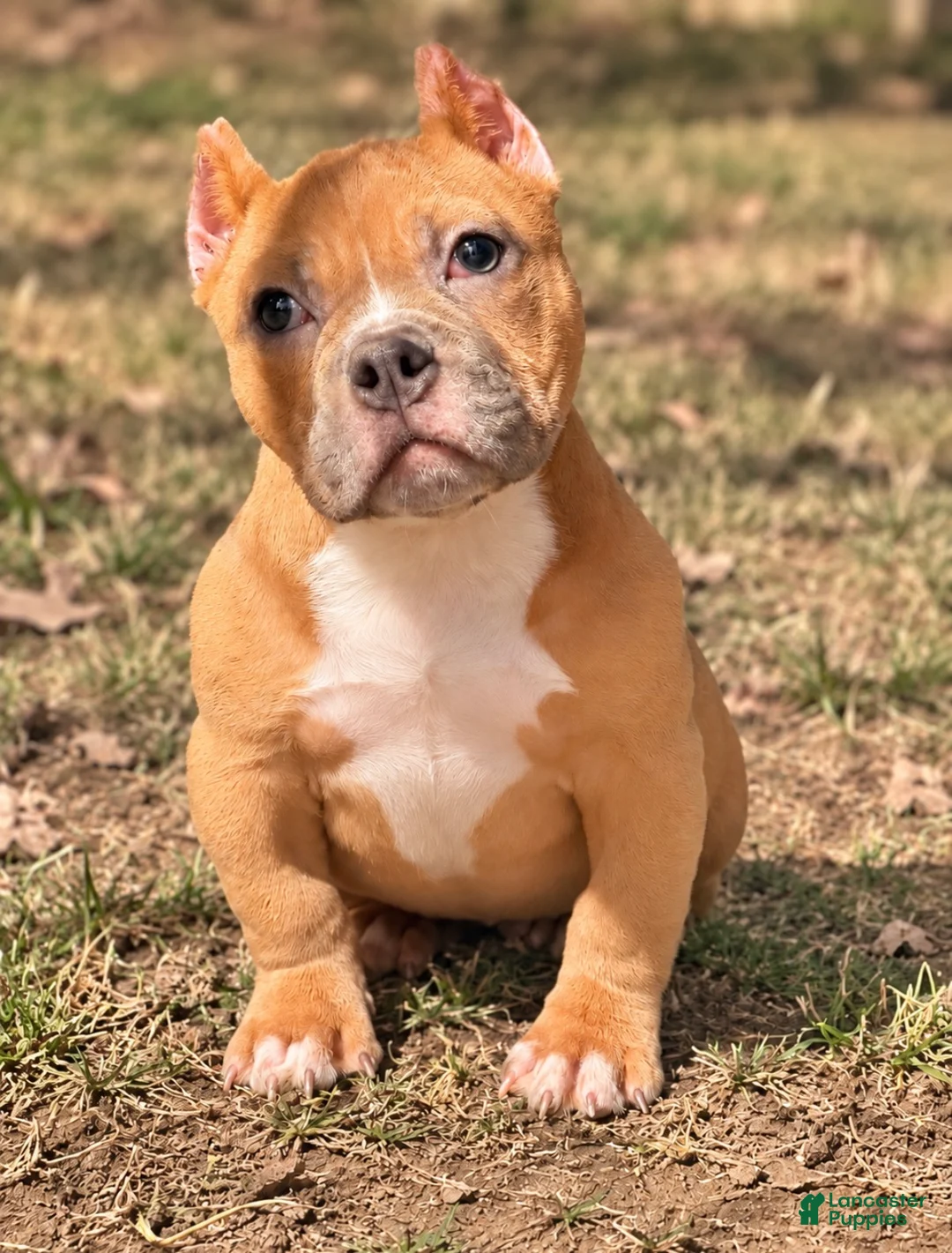 American Bully dogs for sale: Fawn Female - Ad 1