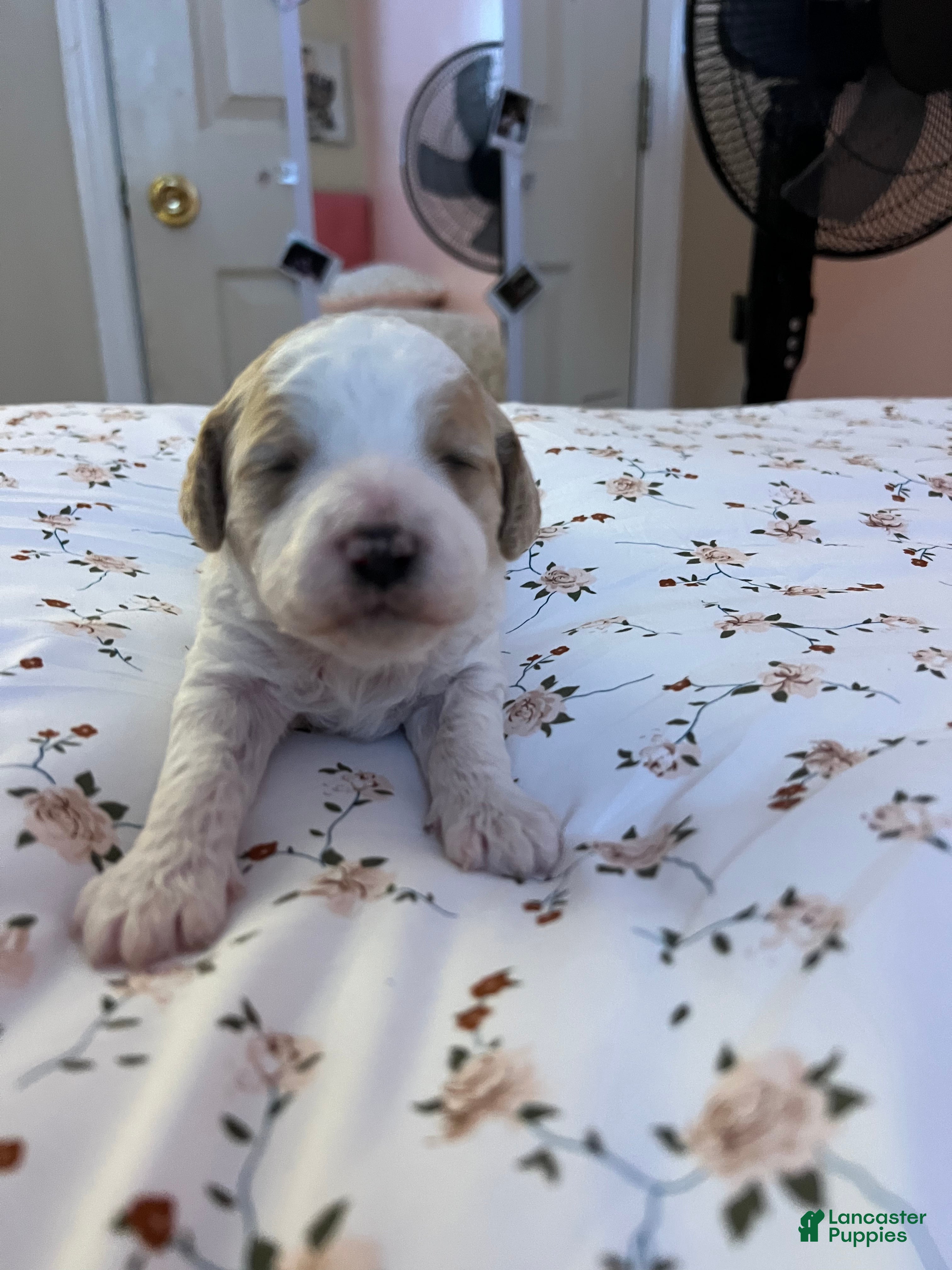 Cavapoo dogs Cavadoodles Puppy - Ad 22