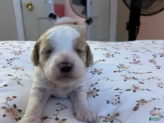 Cavapoo dogs Cavadoodles Puppy - Ad 22