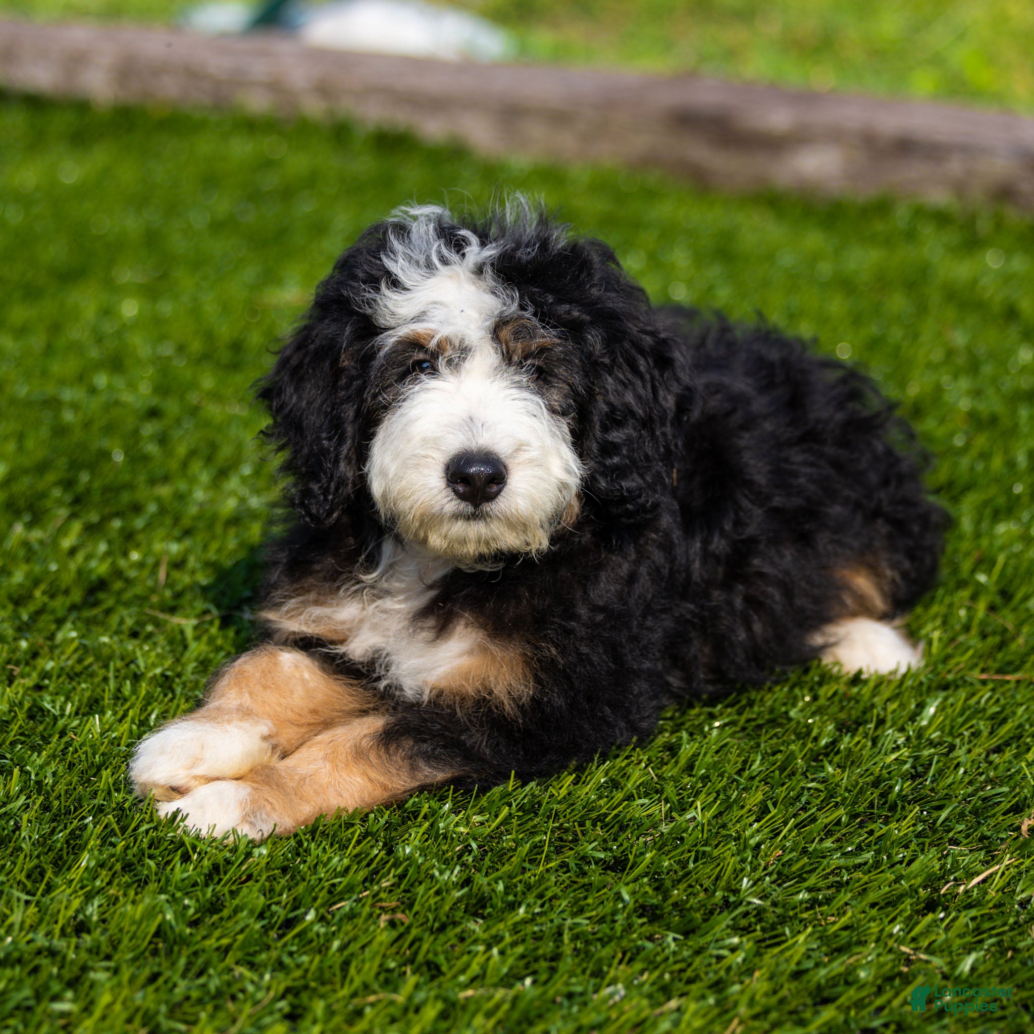 Bernedoodle dogs Briggs Bernedoodle Puppy  - Ad 2