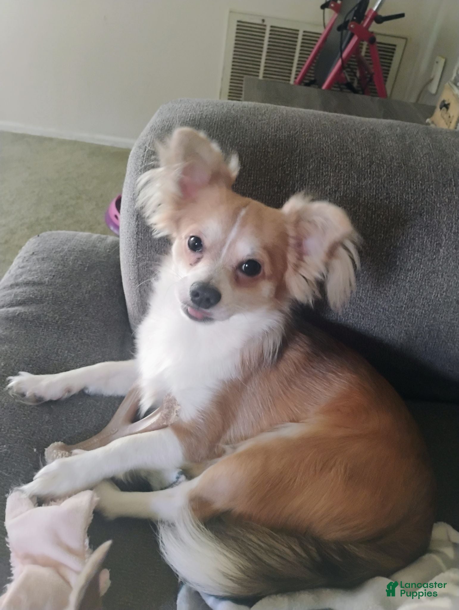 Chihuahua dogs Chihuahua 1 - Ad 1
