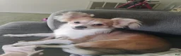 Chihuahua dogs for sale: Chihuahua 1 - Ad 1