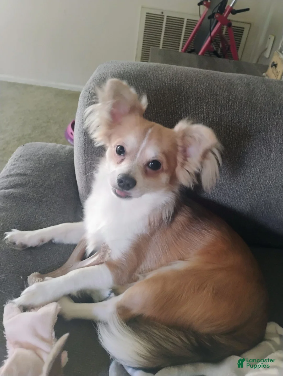 Chihuahua dogs for sale: Chihuahua 1 - Ad 1