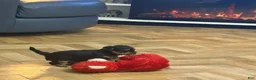 Yorkshire Terrier dogs for sale: Yorkshire Terrier 4 - Ad 1