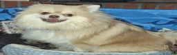 Pomeranian dogs for sale: Wolf sable female lighter - Ad 4