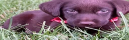 Labrador Retriever dogs for sale: Labrador Retriever 1 - Ad 7