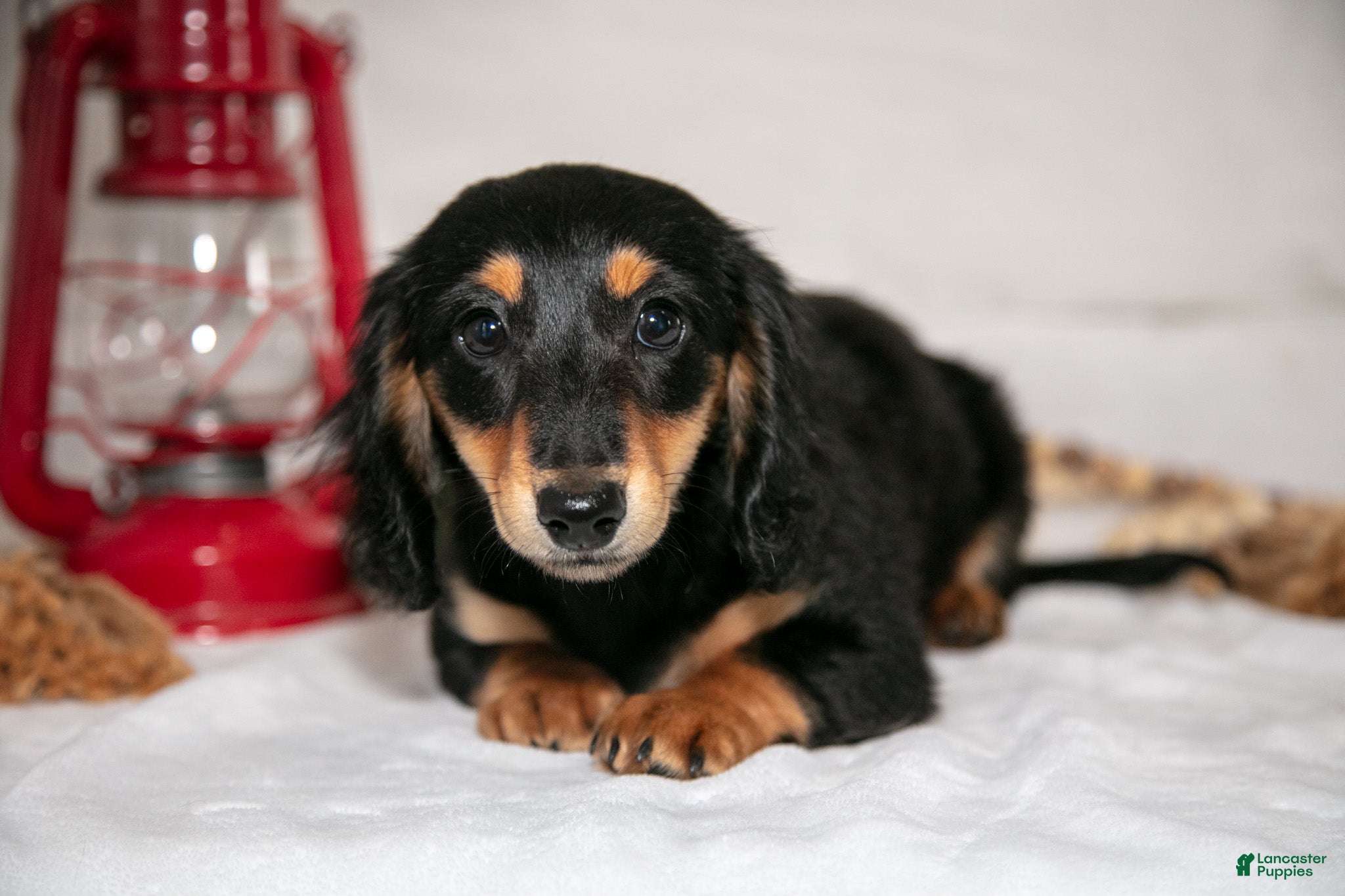 Miniature Dachshund dogs Angel - Ad 2