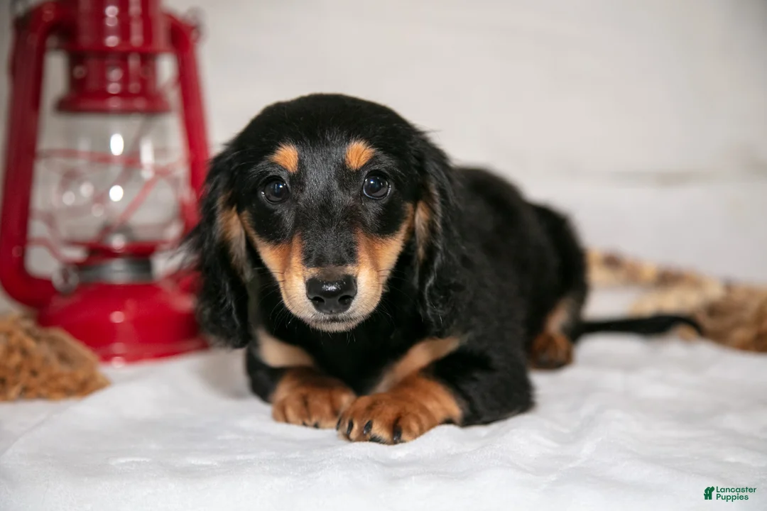 Miniature Dachshund dogs for sale: Angel - Ad 2