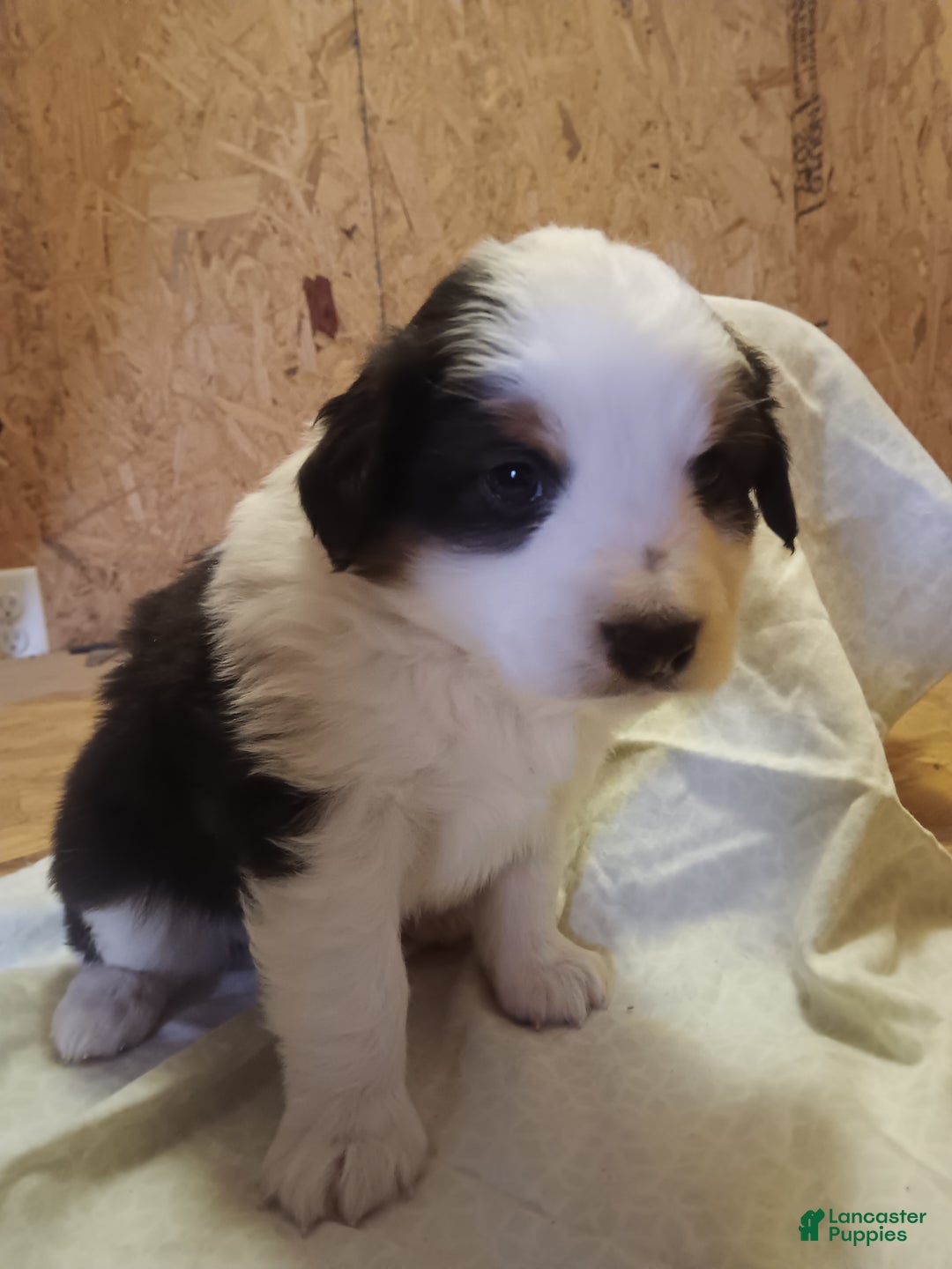 Australian Shepherd dogs for sale: Oreo - Ad 4