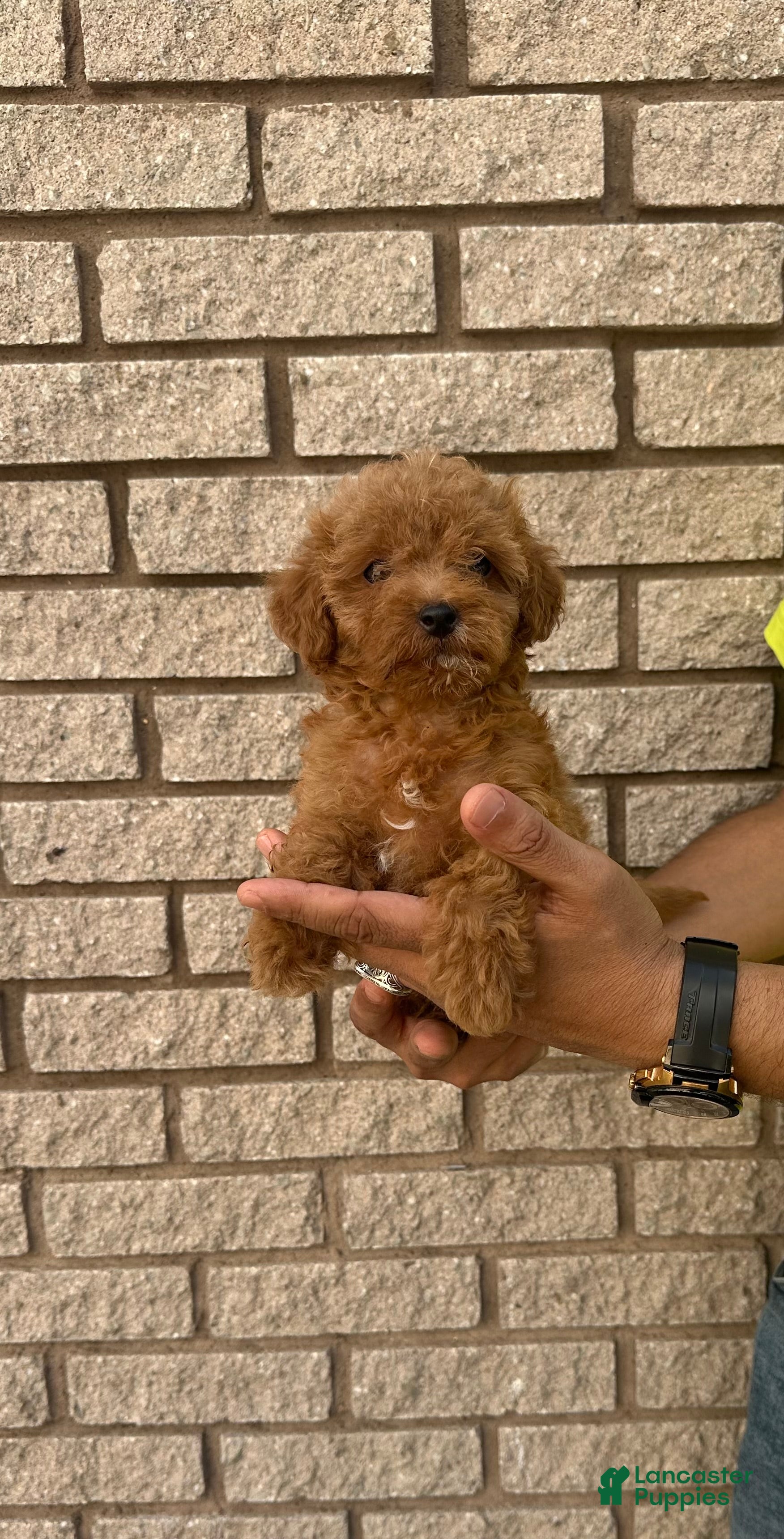 Toy Poodle dogs for sale: Teacup female Chinese bloodline  - Ad 2