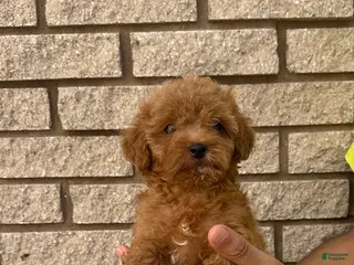Toy Poodle dogs Toy poodle female Chinese bloodline - Ad 13