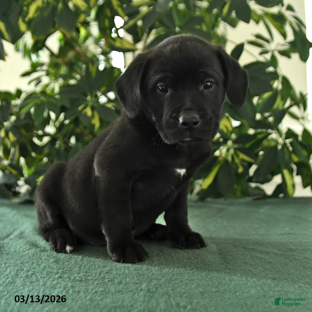 Mixed Breed dogs for sale: Monty - Ad 5