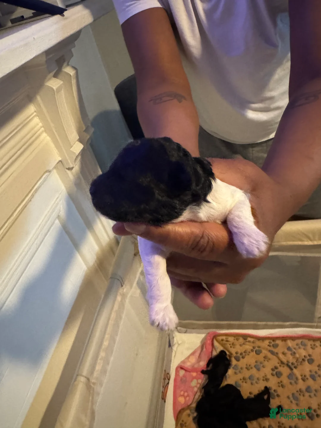 Cockapoo dogs for sale: Cockapoo 2 of 5 available  - Ad 2