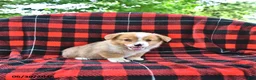 Welsh Corgi Pembroke dogs for sale: Peter - Ad 2