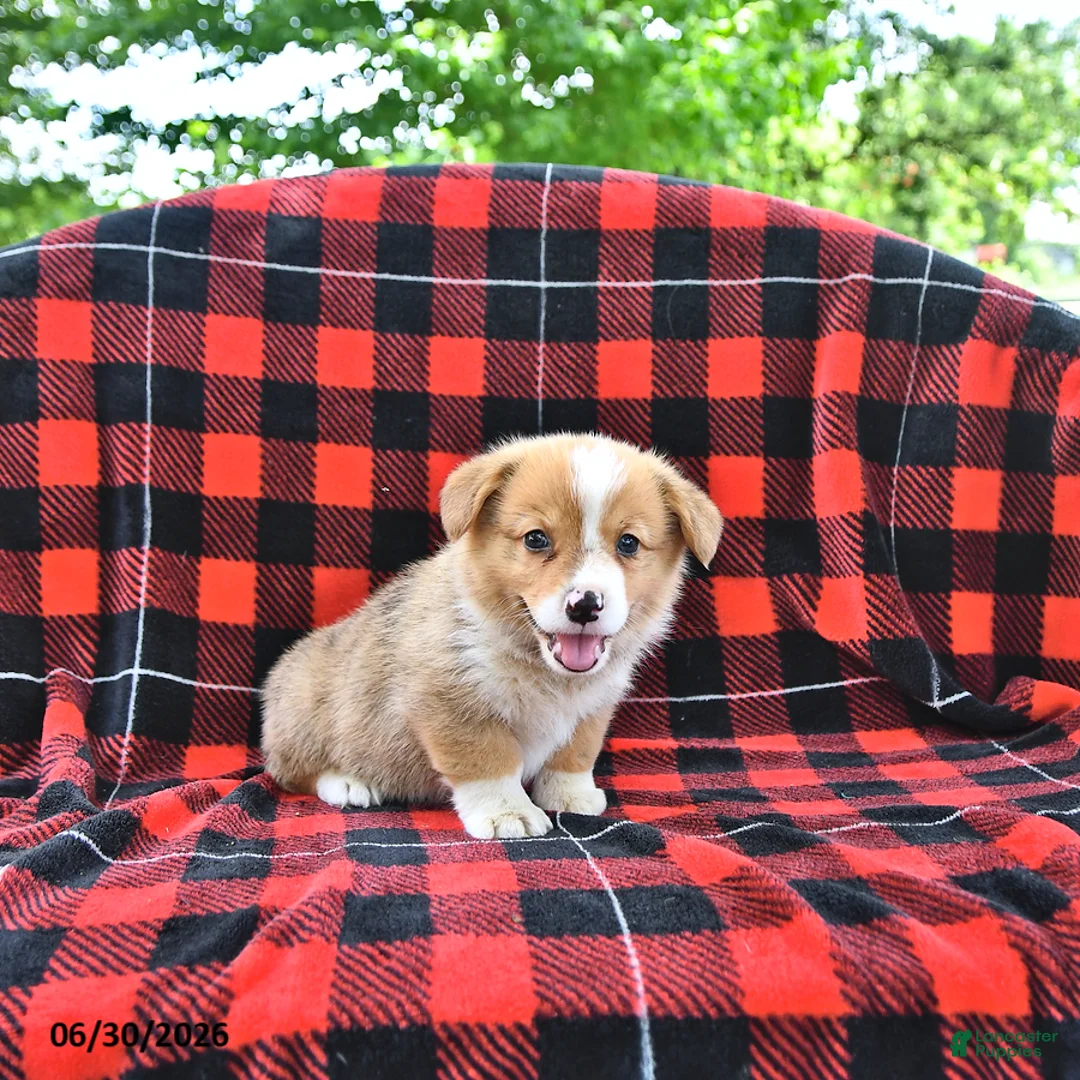 Welsh Corgi Pembroke dogs for sale: Peter - Ad 2