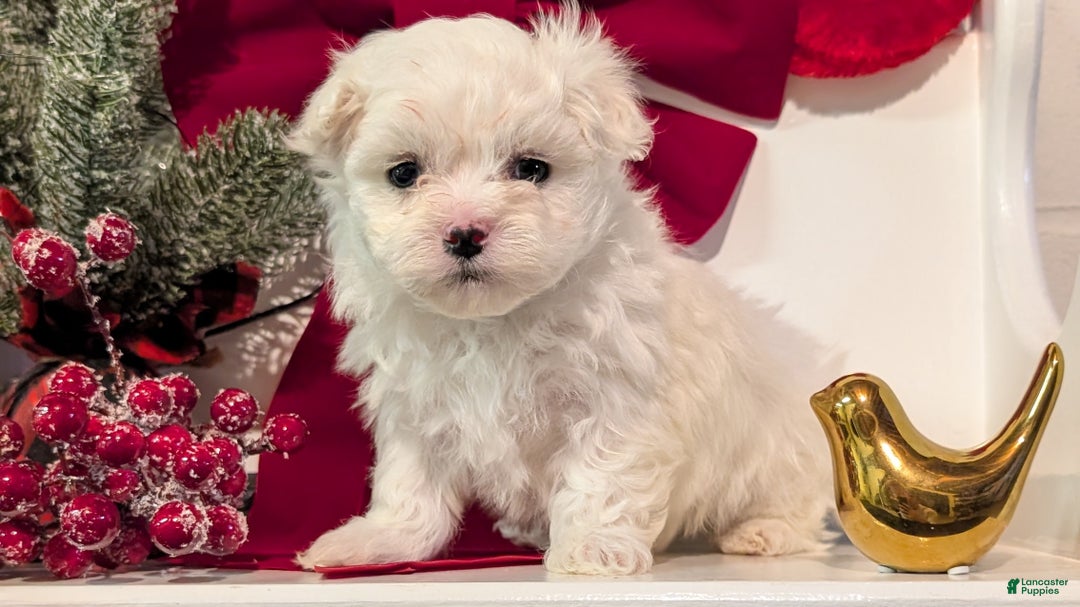 Maltese dogs for sale: Kona - Ad 7