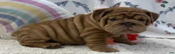 English Bulldog dogs for sale: Zeb - Ad 6