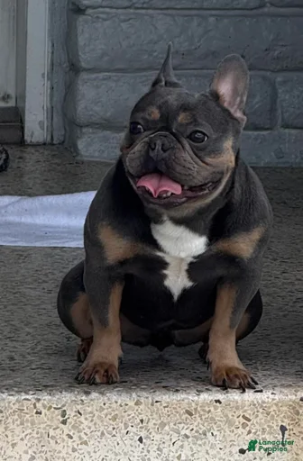 Gallery Image {{count}}