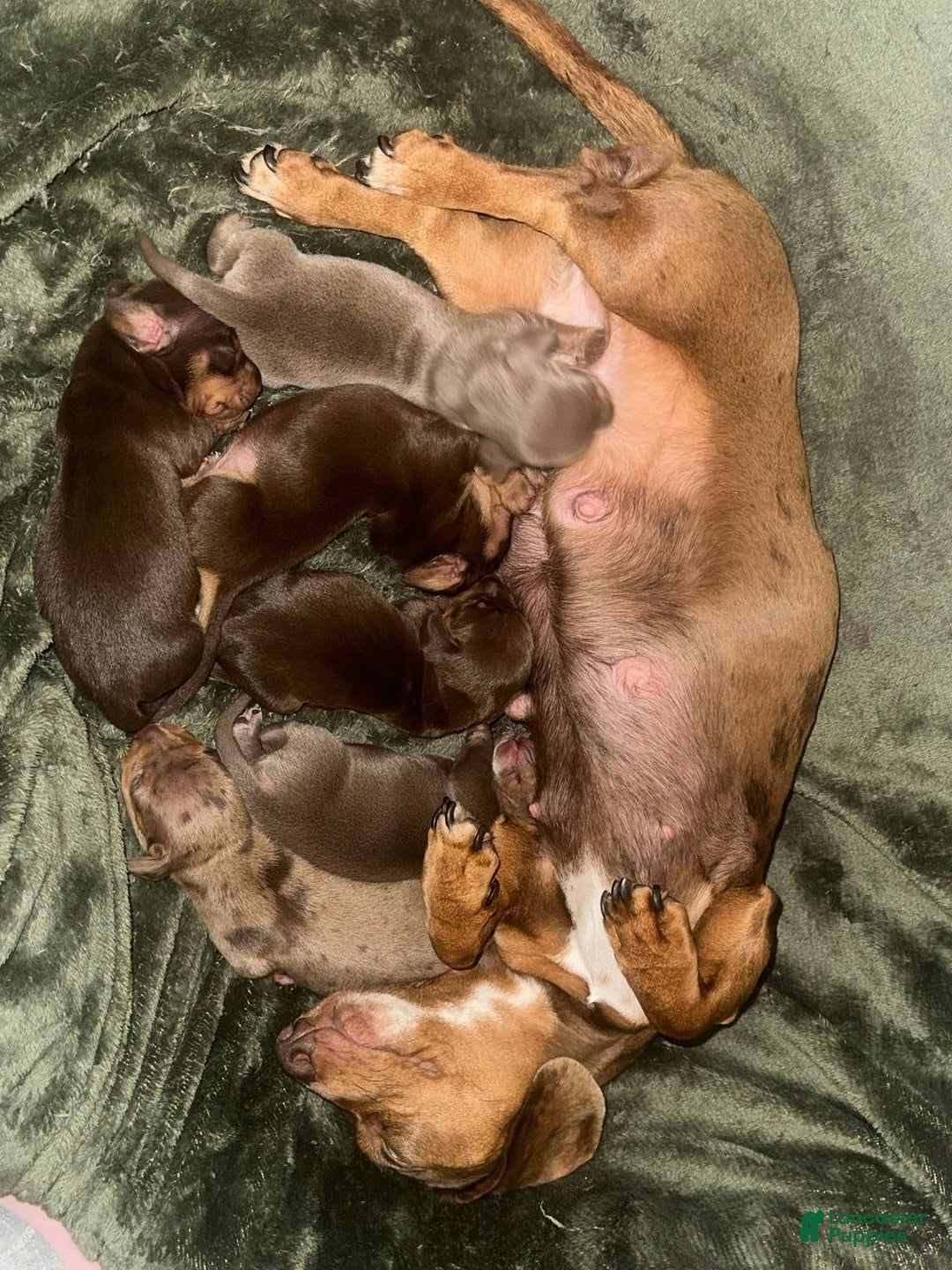 Miniature Dachshund dogs for sale: Miniature Dachshund Puppy 6 - Ad 2