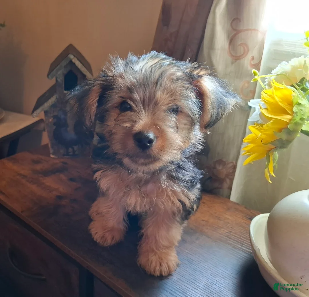 Shorkie dogs for sale: Lil Chris - Ad 1