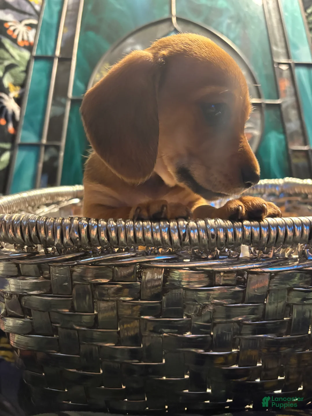 Dachshund dogs for sale: Molly - Ad 2