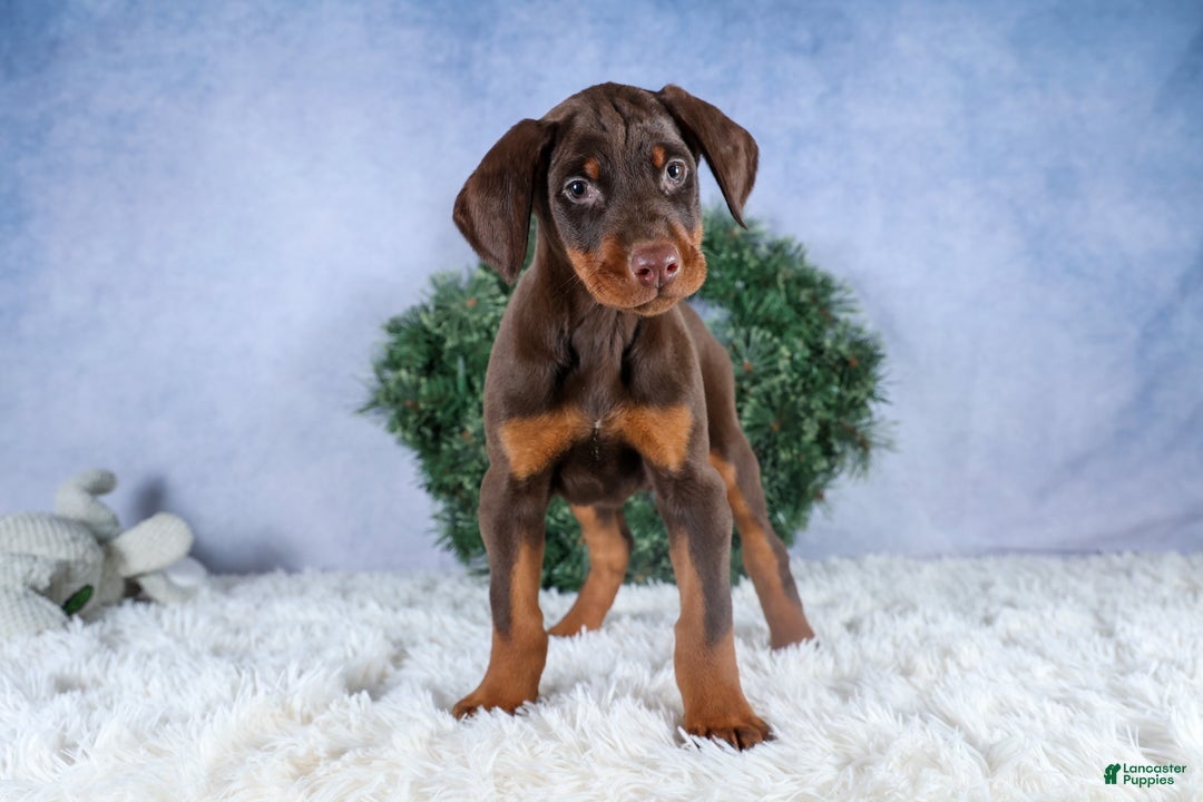 Doberman Pinscher dogs for sale: TOBY - Ad 10
