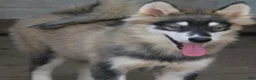 Pomsky dogs for sale: Daisy - Ad 3