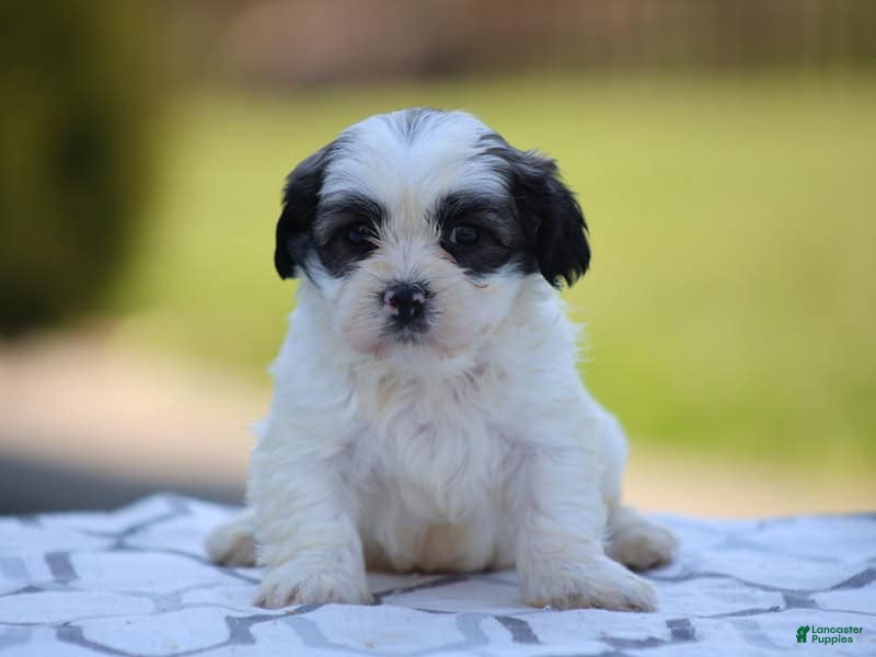 Teddy Bear dogs Maple - Ad 1
