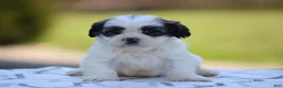 Teddy Bear dogs for sale: Maple - Ad 1