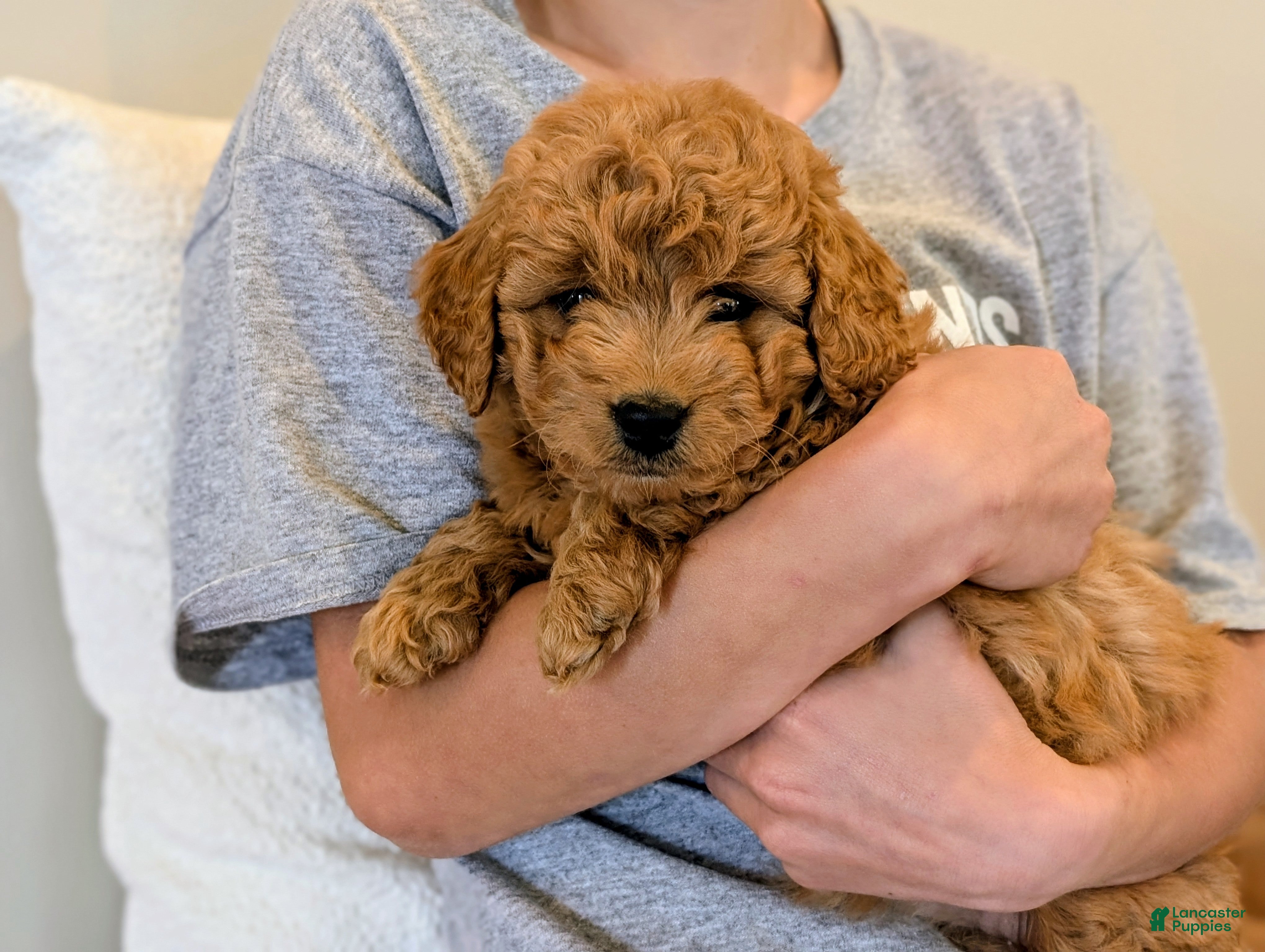 Mini Goldendoodle dogs Poppy - Ad 1