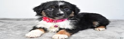 Miniature Australian Shepherd dogs for sale: Willow - Ad 11