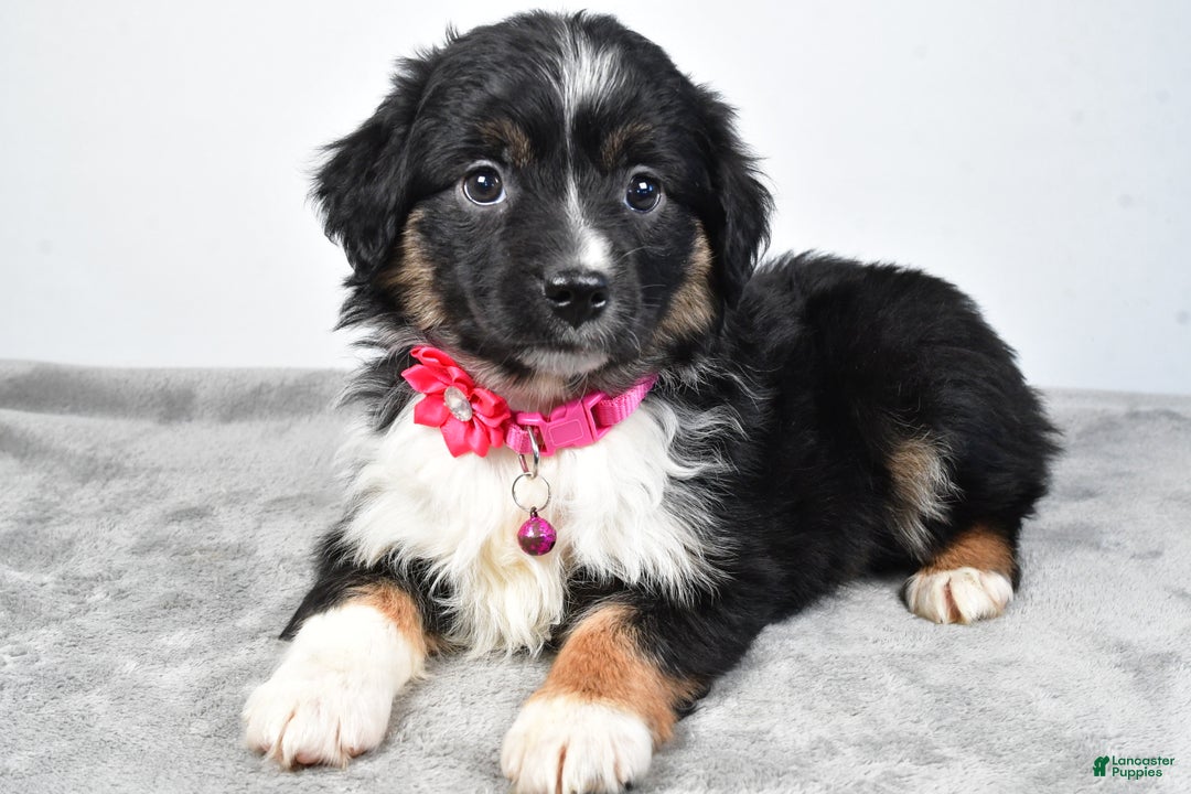 Miniature Australian Shepherd dogs for sale: Willow - Ad 11
