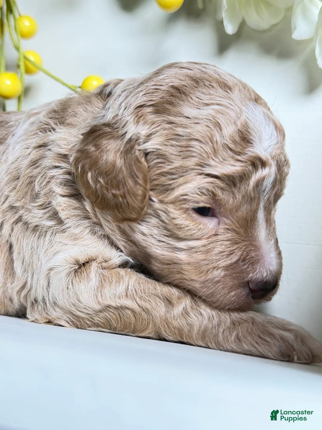 Miniature Poodle dogs for sale: Prince  - Ad 2