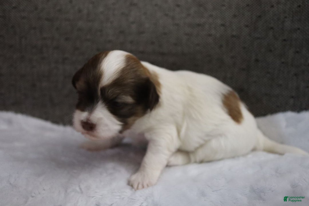 Havanese dogs for sale: Sugar Bun - Ad 6