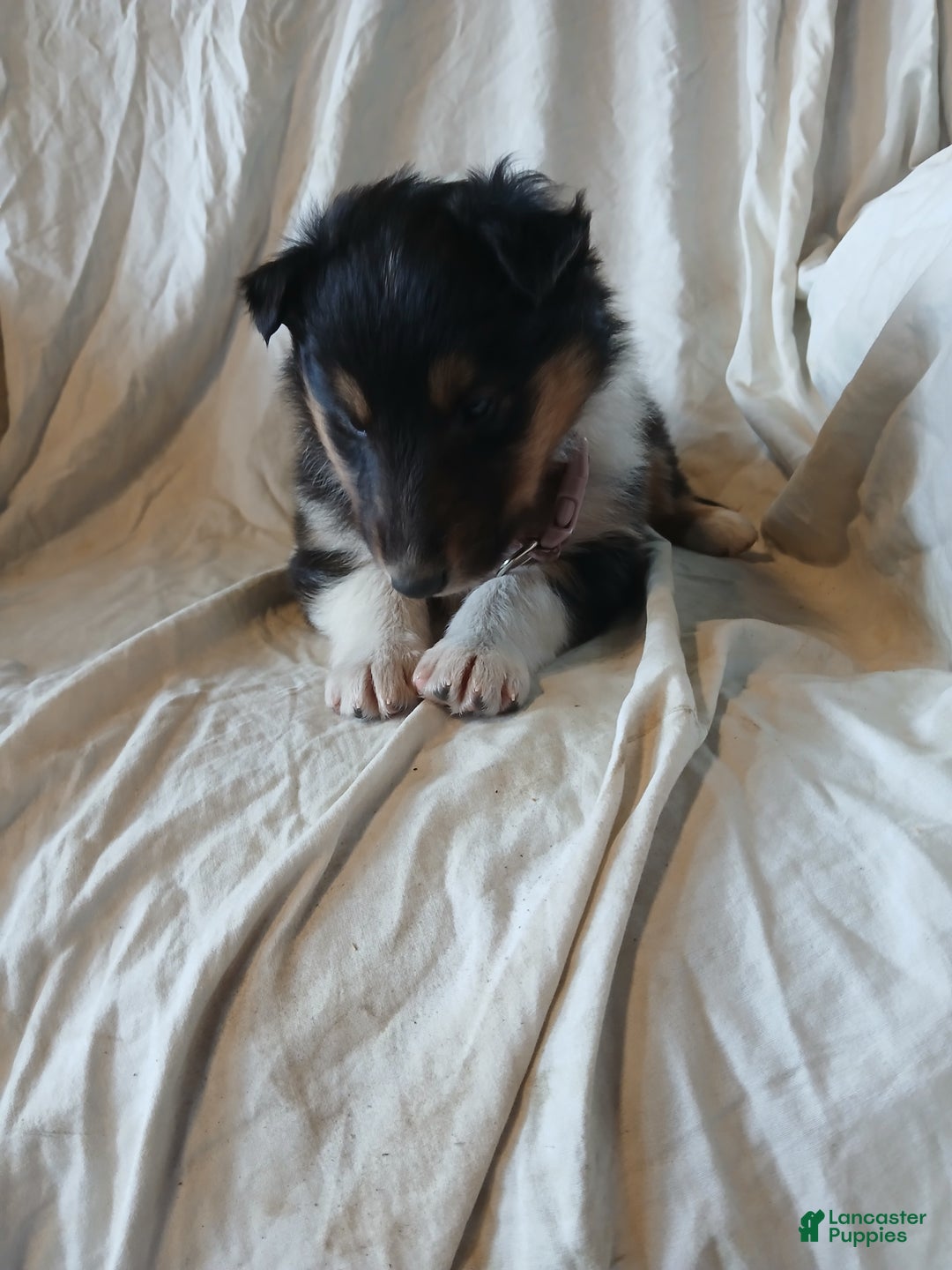Collie dogs for sale: Jade - Ad 3