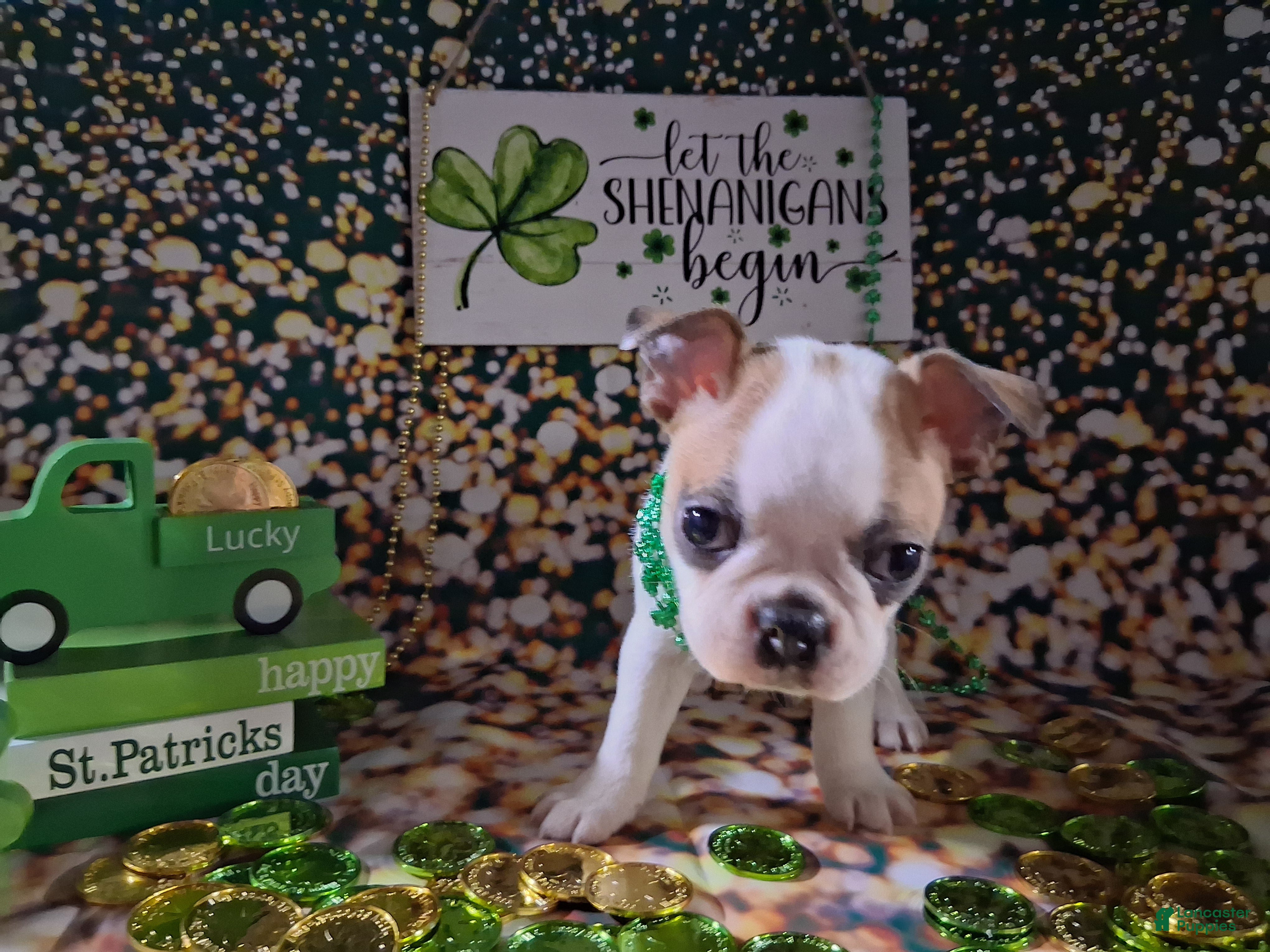 Boston Terrier dogs Sunfyre - Ad 1